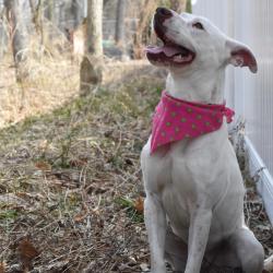 White dog with pink bandana looking up with woods in the background