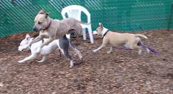 Three dogs running and jumping in a play yard.
