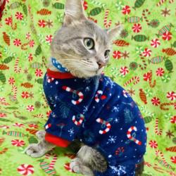 Gray tabby cat wearing blue pajamas against a green patterned background.