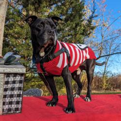 Kimbo - Black dog with red and white striped sweater available for adoption at Orphans of the Storm