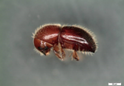 Figure 3: Granulated ambrosia beetle