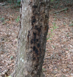 Figure 2: Phytophthora canker on oak