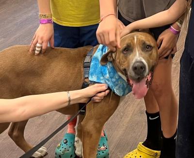 Large brown dog with blue bandana with kids petting him.