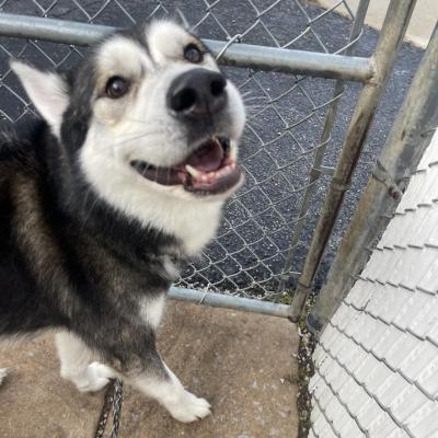 Three-year-old Husky mix Moon up for adoption