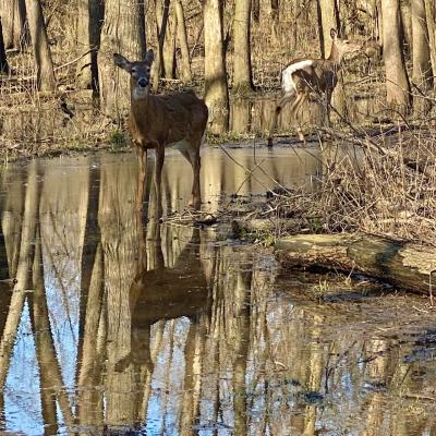 Riverwoods Preservation Council | Deer in Wooded Pond