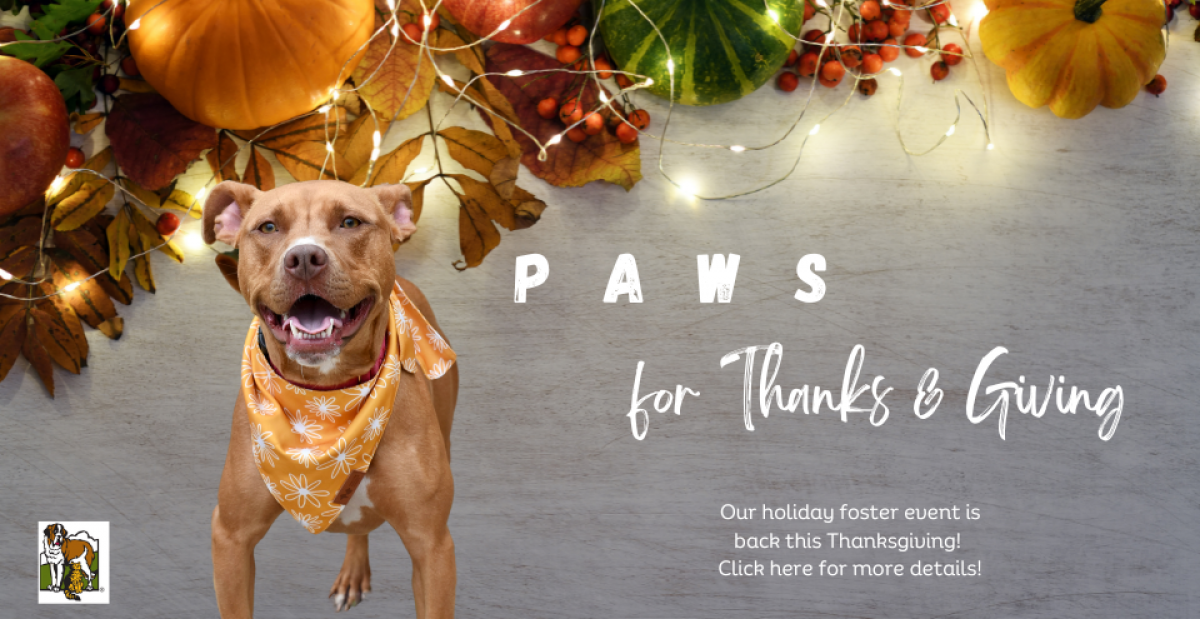 Paws for Thanks & Giving - Orphans Holiday Adoption Event