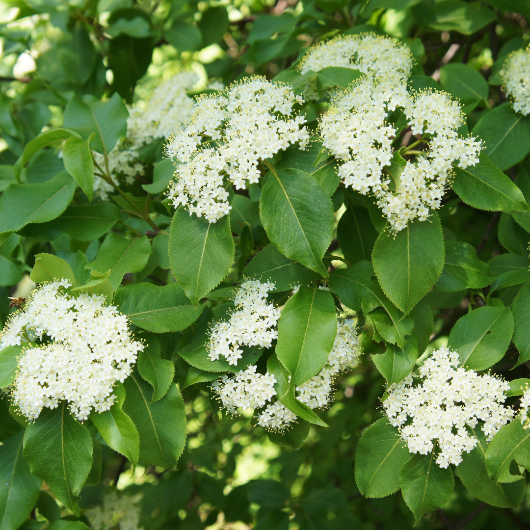 flor de viburnum blackhaw