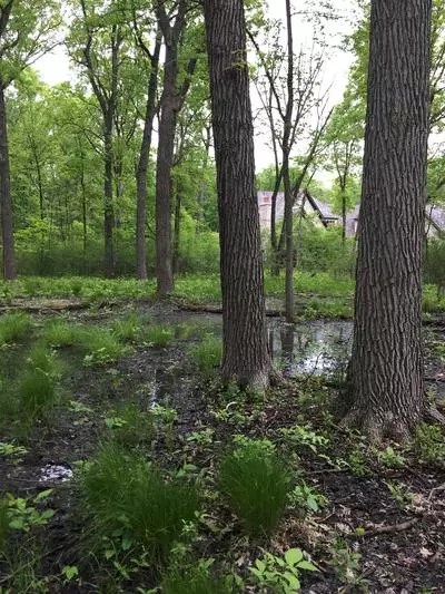 Northern Flatwoods