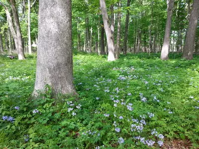 Dry Mesic Woodland