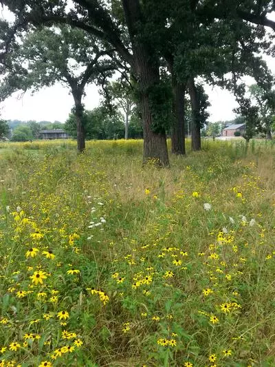 Mesic Savanna