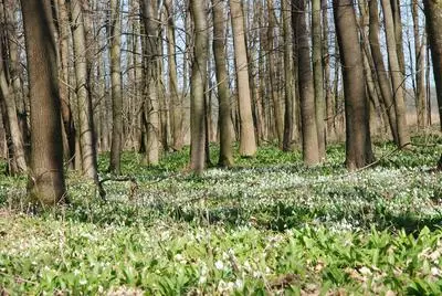 Wet and Wet-Mesic Floodplain Forest