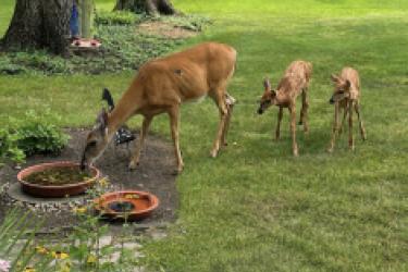 Nature at its Best (Wildlife) 20-59 - Family of Deer | Photo by Sarah Merritt