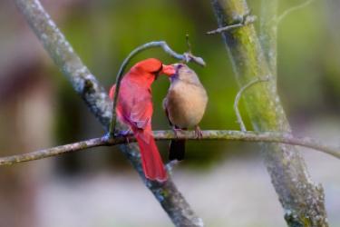 Nature at its Best (Wildlife) 60+ - Kissing Birds | Photo by Jason Li
