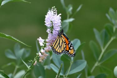 Hidden Gems 60+- Monarch Butterfly | Photo by Poppi Famularo