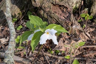 Hidden Gems 60+ - White Trillium | Photo by Michael Baumann